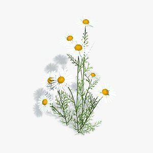 max camomile plants