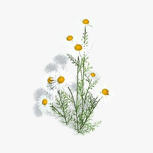 Camomile