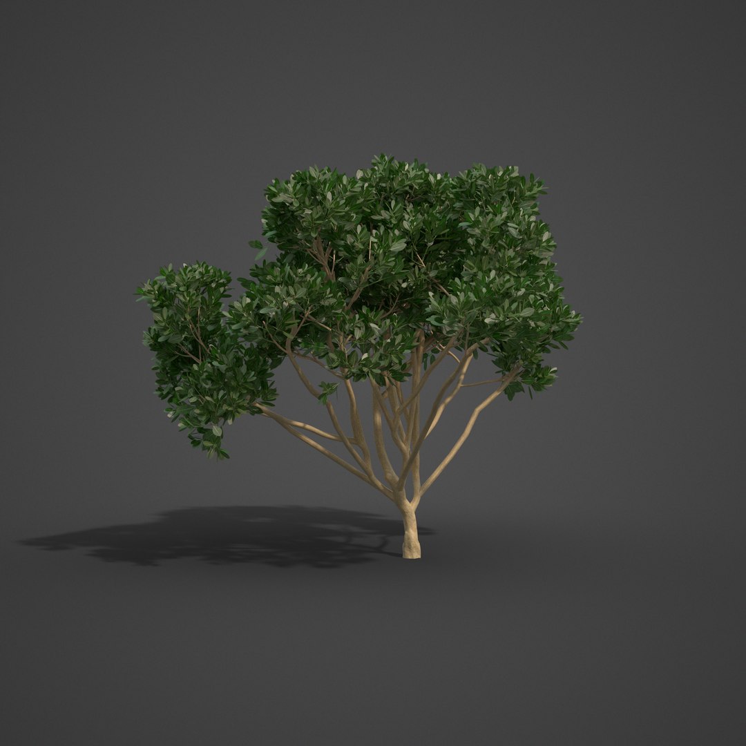 tree nature model https://p.turbosquid.com/ts-thumb/pQ/uGJ7Xv/9T/as08_05/png/1610494504/1920x1080/fit_q87/18ac07a44bf9ed6dd45045584062dab9aa8f0861/as08_05.jpg