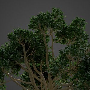 2021 PBR Rubber Fig Collection - Ficus Elastica