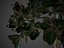 2021 PBR 고무 그림 컬렉션-Ficus Elastica