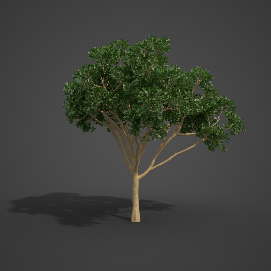 tree nature model https://p.turbosquid.com/ts-thumb/pQ/uGJ7Xv/Xb/as08_07/png/1610494505/1920x1080/fit_q87/d7beabde6f0421ec6af7027f19bc9cb95c88a1b7/as08_07.jpg