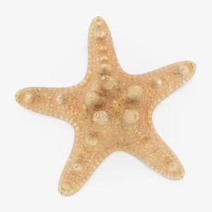 Knobby Starfish 3D model