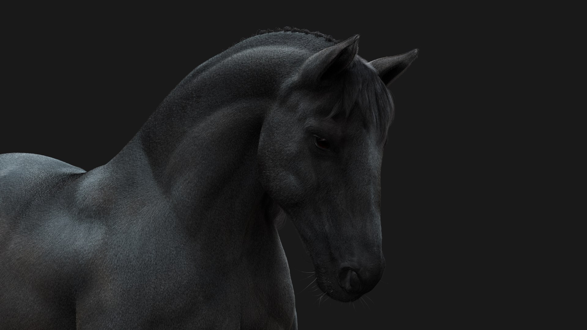 Horse Black RIG XGEN 3D Model - TurboSquid 2163358