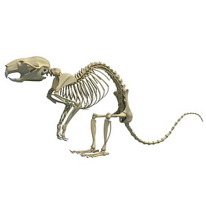 Rat Skeleton 3D Model