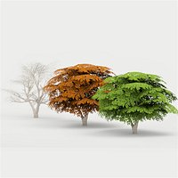 Maple Tree 02 G17