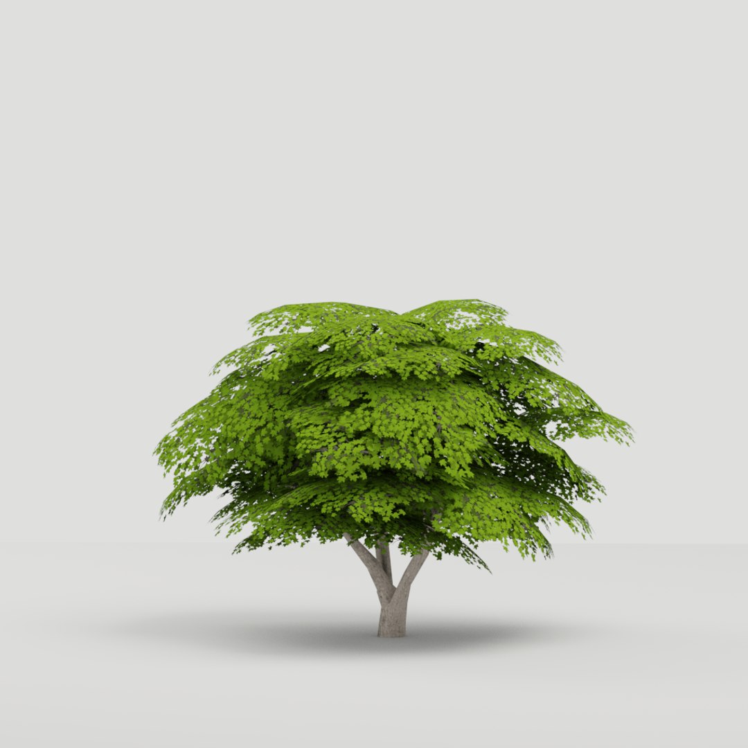 Maple Tree 02 3D - TurboSquid 1425812