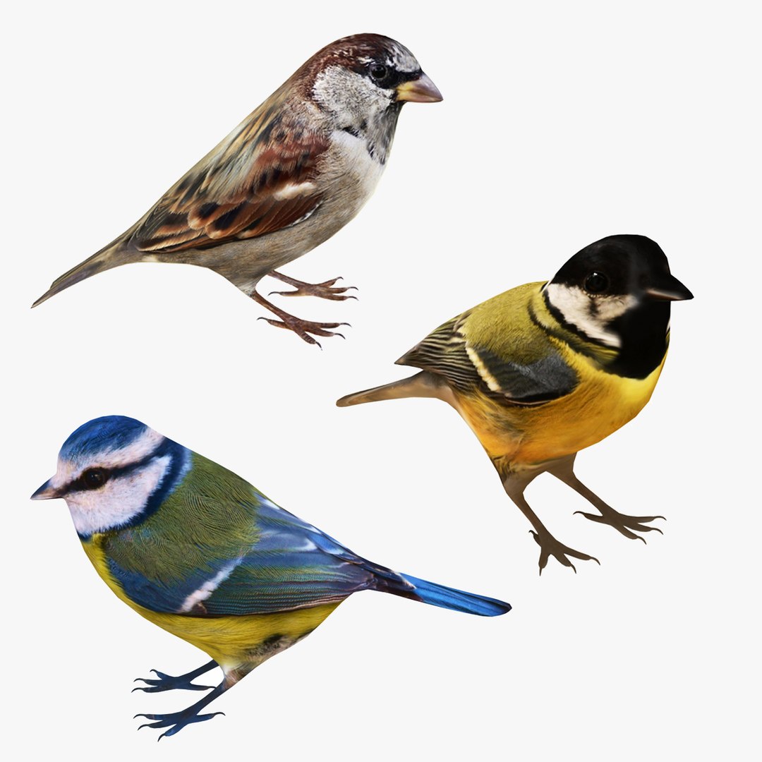 Small Bird Collection Model - TurboSquid 2329889
