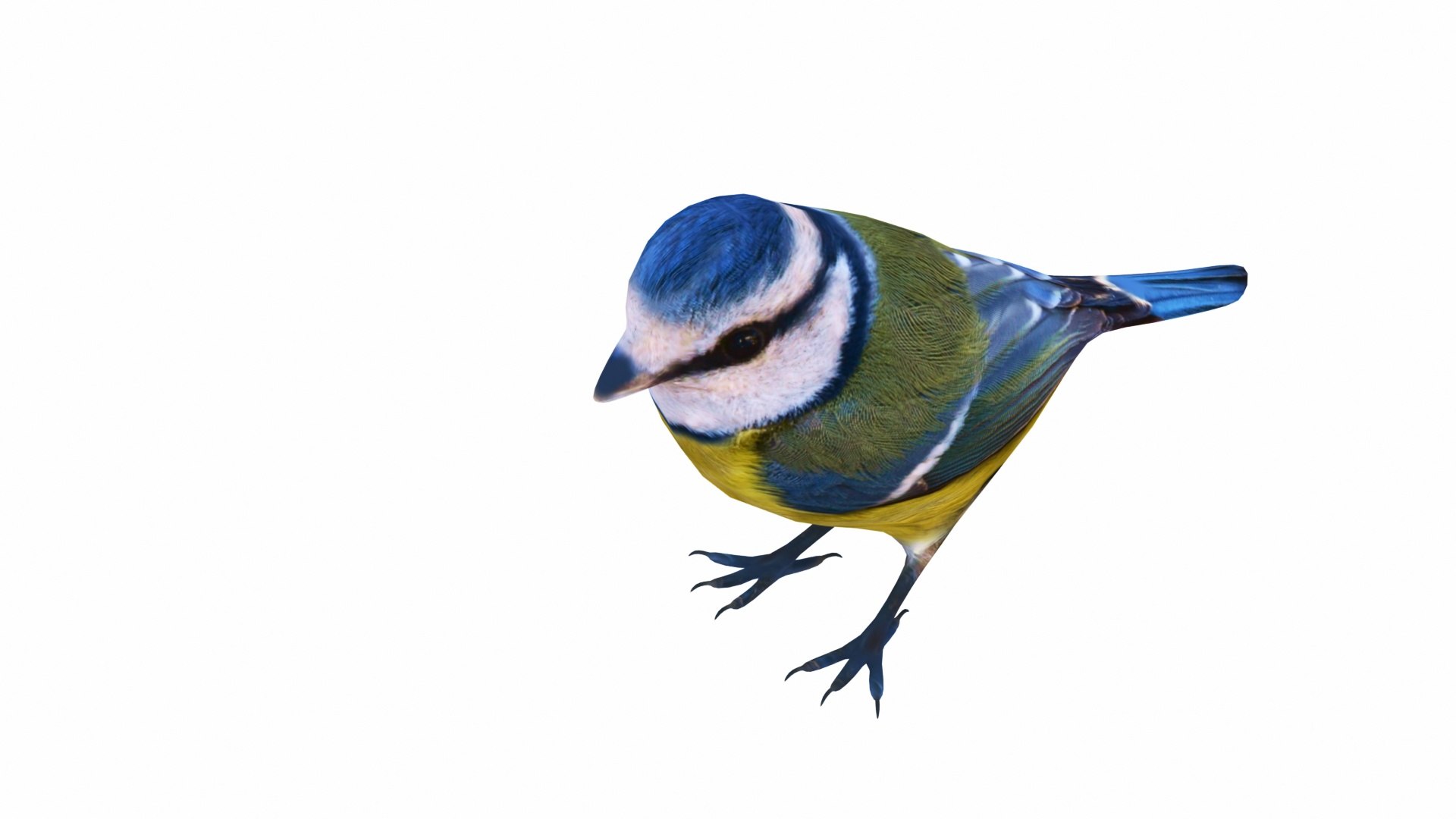 Small Bird Collection Model - TurboSquid 2329889