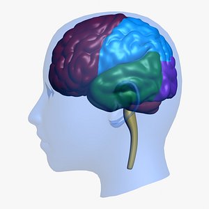 Head Brain Education