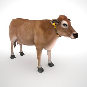 Jersey cow