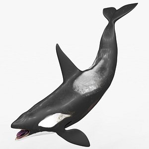killer whale kill 3D