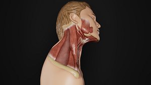 3D Human Anatomy-Muscular System-Masticatory Muscle