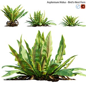 Asplenium nidus - Birds Nest Fern 01
