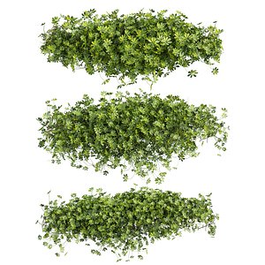 3D plant vol 905 - Outdoor - bush - ivy - Schefflera