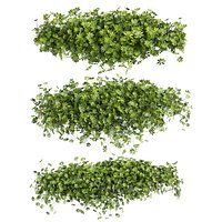 plant vol 905 - Outdoor - bush - ivy - Schefflera