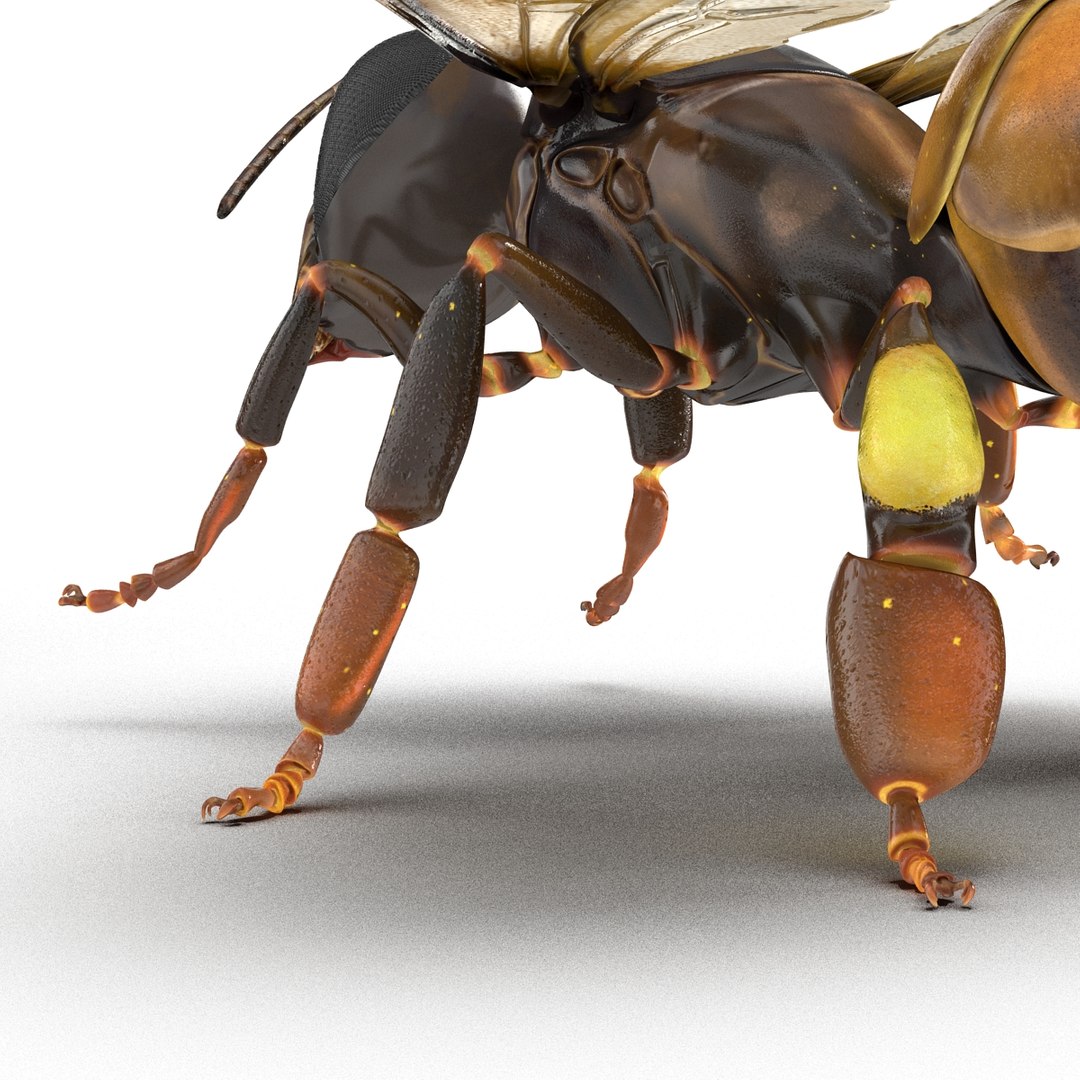 3d Model Honey Bee Pose 4