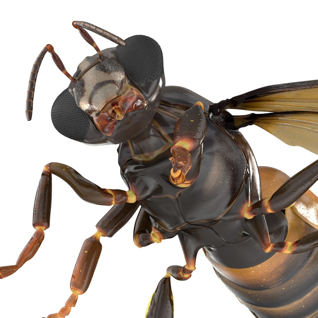 3d Model Honey Bee Pose 4