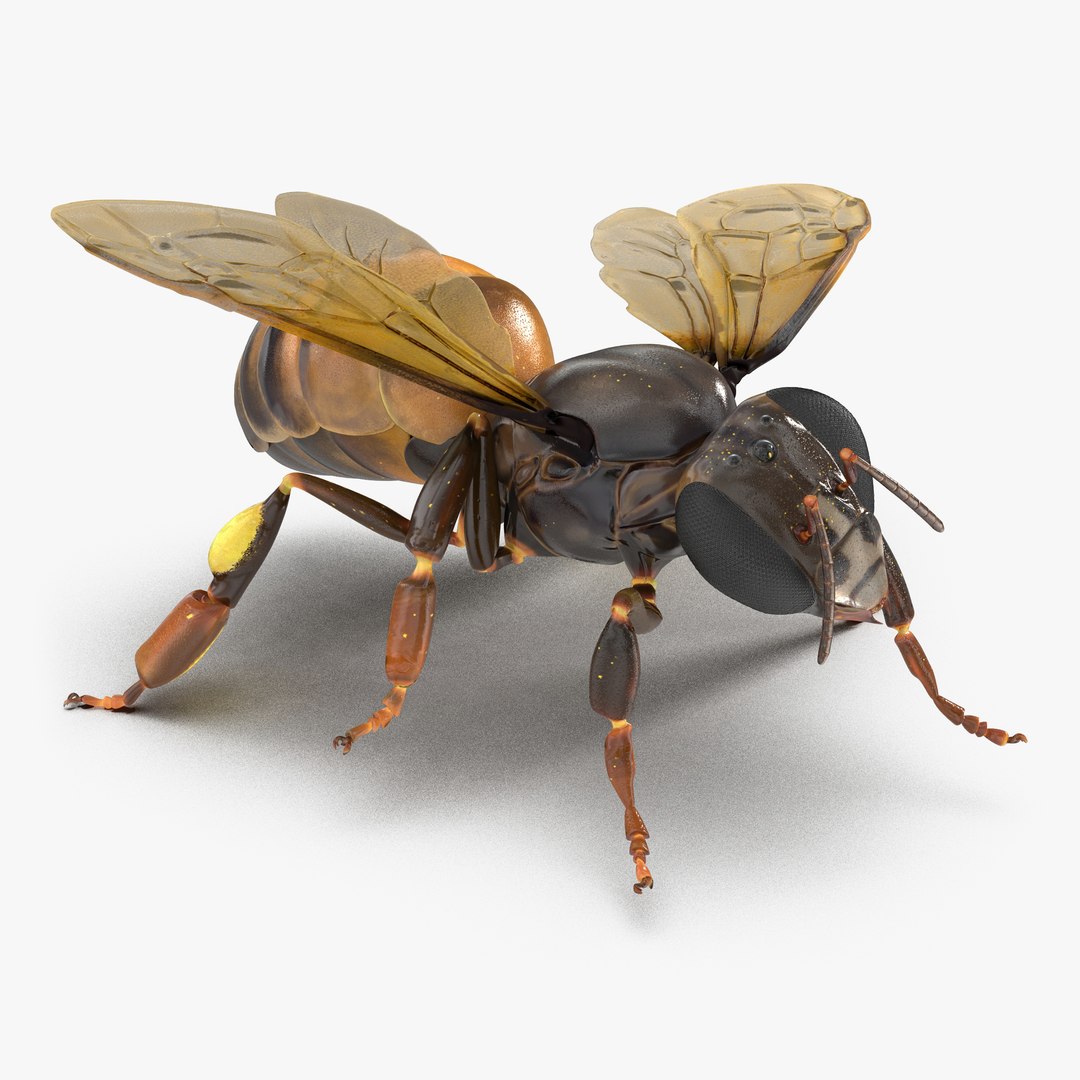 Honey Bee Pose 4 3D model preview