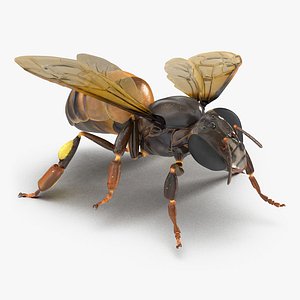 3d model honey bee pose 4