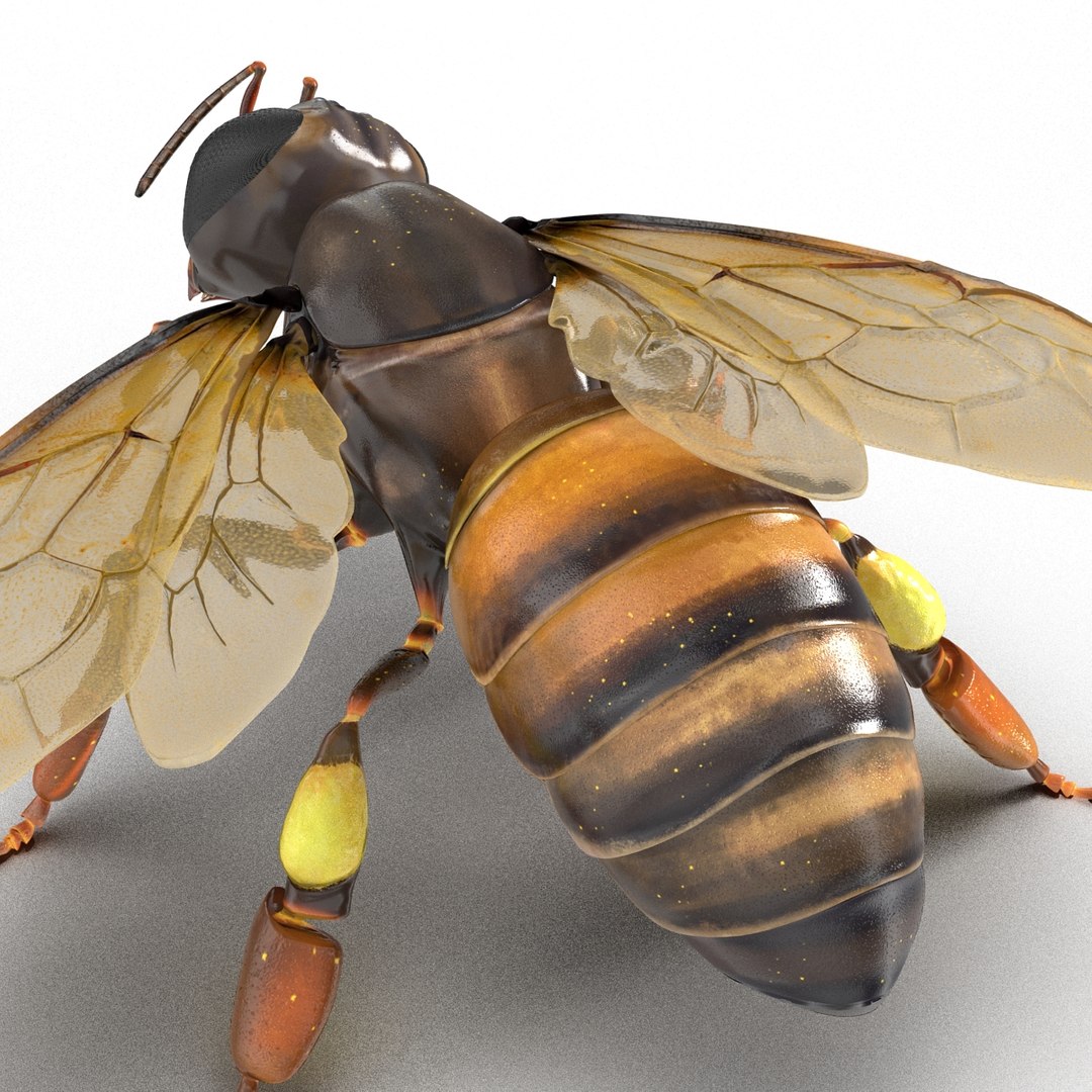 3d Model Honey Bee Pose 4