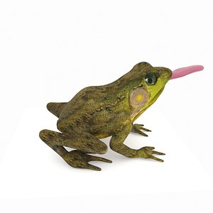 Northern Green Frog 3D model