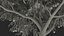 Peach Tree with Fruits