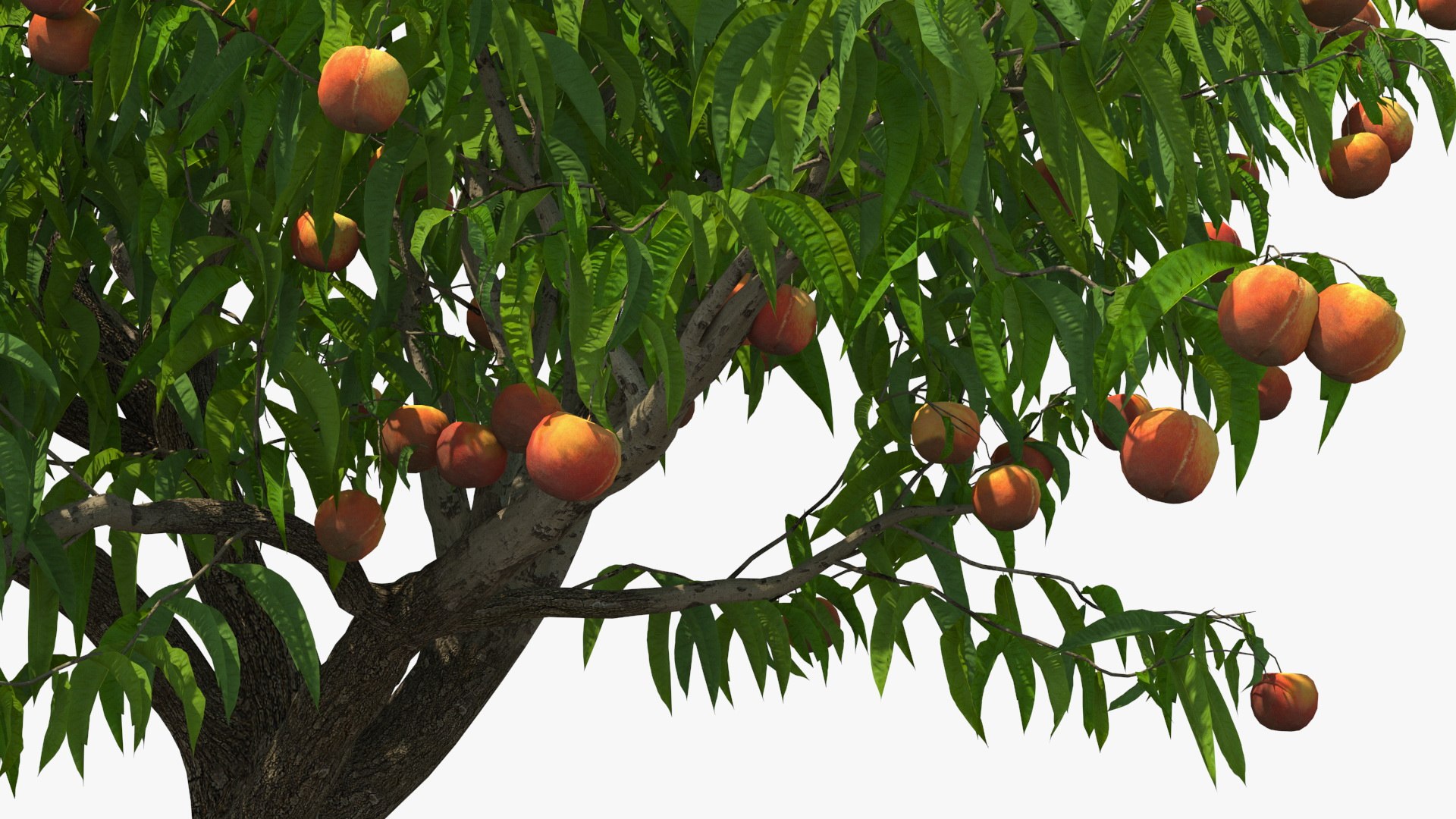 3D peach tree fruits https://p.turbosquid.com/ts-thumb/pS/12QXtD/3JAacQr7/peachtreewithfruits3dsmodel011/jpg/1581555823/1920x1080/fit_q87/7268ee1491acb112e7bfbed26a2606f6a63a09eb/peachtreewithfruits3dsmodel011.jpg