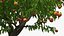 Peach Tree with Fruits