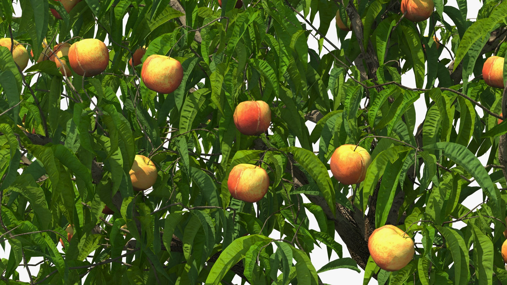 3D peach tree fruits https://p.turbosquid.com/ts-thumb/pS/12QXtD/6e3kkbx4/peachtreewithfruits3dsmodel012/jpg/1581555829/1920x1080/fit_q87/57ca359e0f88c6b1e76a1a4e05de47f4ae770661/peachtreewithfruits3dsmodel012.jpg
