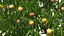 Peach Tree with Fruits
