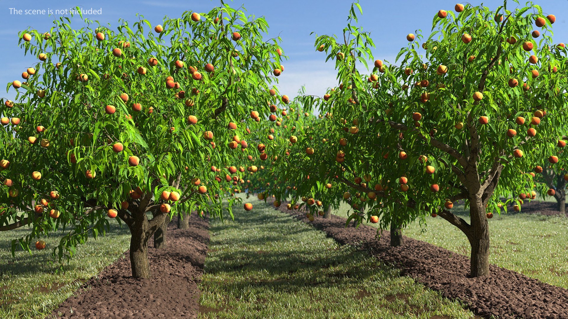 3D peach tree fruits https://p.turbosquid.com/ts-thumb/pS/12QXtD/8gkiuf2H/peachtreewithfruits3dsmodel002/jpg/1581555760/1920x1080/fit_q87/cdee3b393b339d523525f3cb7d5a09985dabe5ee/peachtreewithfruits3dsmodel002.jpg