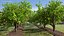 Peach Tree with Fruits