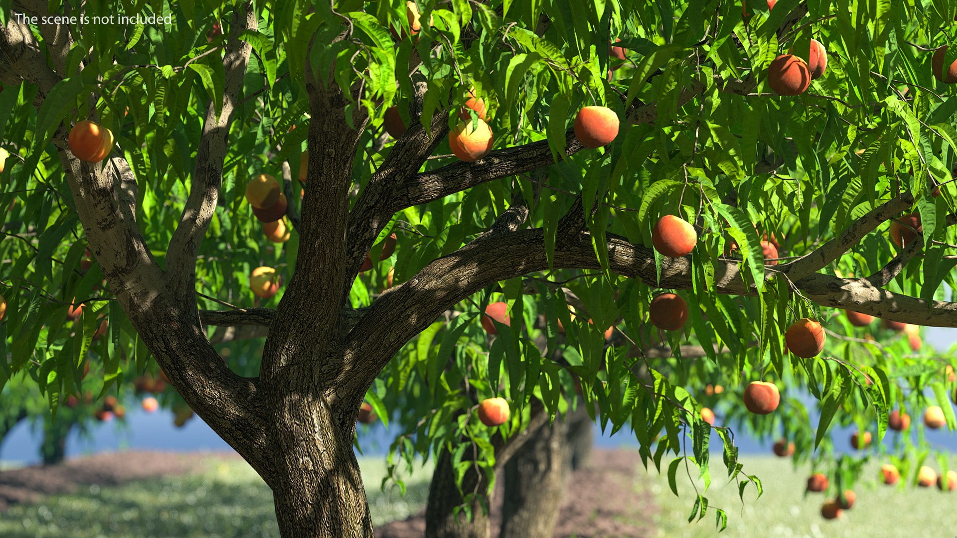 3D peach tree fruits - TurboSquid 1509528