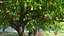 Peach Tree with Fruits