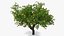 Peach Tree with Fruits