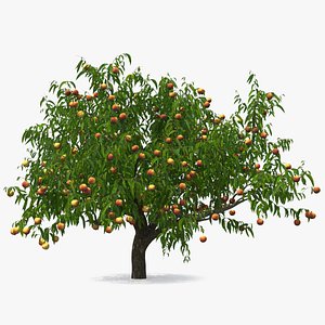 3D peach tree fruits