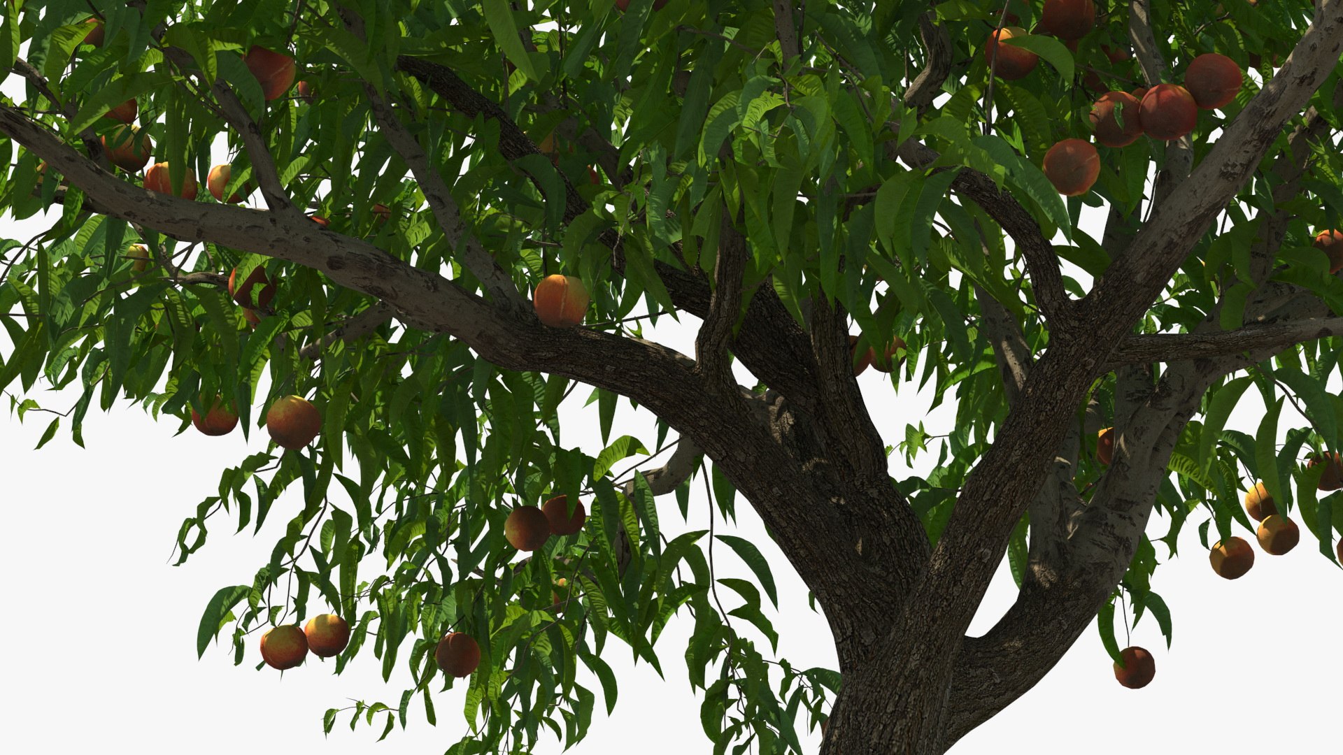 3D peach tree fruits https://p.turbosquid.com/ts-thumb/pS/12QXtD/Ma90B9sp/peachtreewithfruits3dsmodel010/jpg/1581555817/1920x1080/fit_q87/3707450e7623946f8fed09c79fbc261a49501772/peachtreewithfruits3dsmodel010.jpg