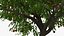 Peach Tree with Fruits