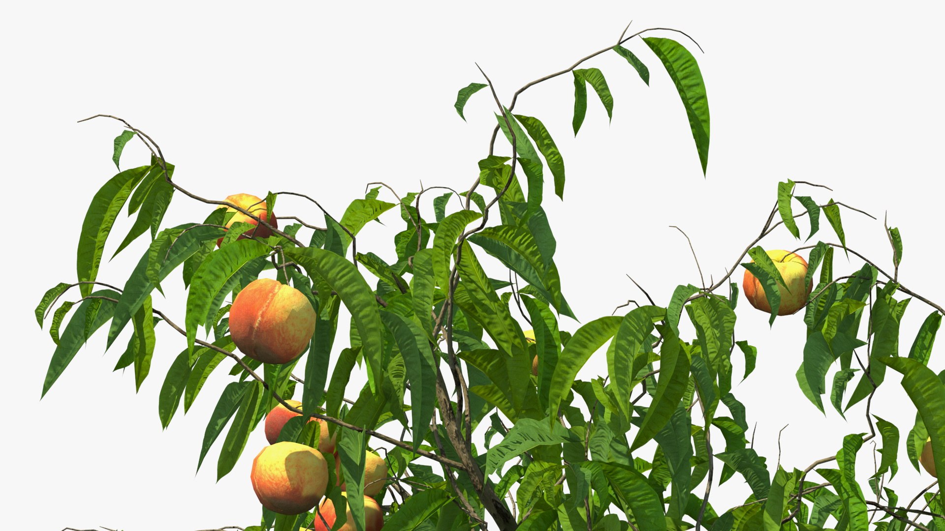 3D peach tree fruits https://p.turbosquid.com/ts-thumb/pS/12QXtD/g8jcTTD2/peachtreewithfruits3dsmodel013/jpg/1581555834/1920x1080/fit_q87/66679b7c58d831cfdea1e99ca2b3b80936795cb8/peachtreewithfruits3dsmodel013.jpg