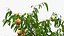 Peach Tree with Fruits