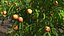 Peach Tree with Fruits