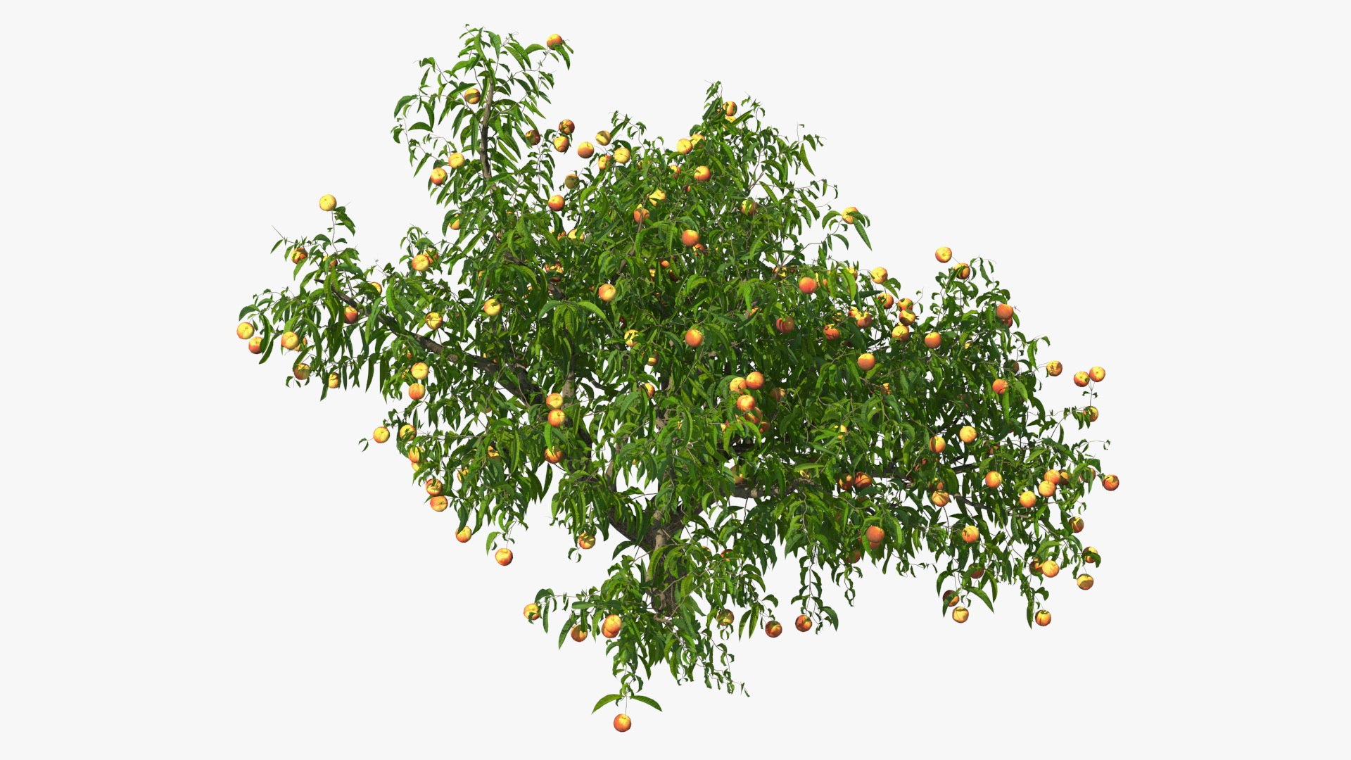 3D peach tree fruits https://p.turbosquid.com/ts-thumb/pS/12QXtD/iOgZky29/peachtreewithfruits3dsmodel007/jpg/1581555794/1920x1080/fit_q87/233b301deb62c71239950df857aa95e0146196dc/peachtreewithfruits3dsmodel007.jpg