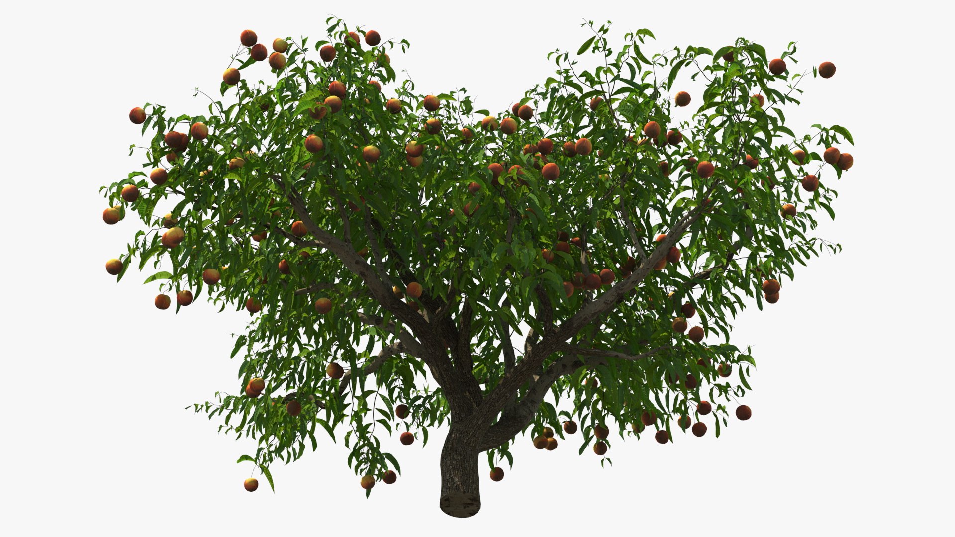 3D peach tree fruits https://p.turbosquid.com/ts-thumb/pS/12QXtD/iT2TRhPX/peachtreewithfruits3dsmodel008/jpg/1581555802/1920x1080/fit_q87/25735d46c02d3a69cac260d815e448a8d0ec9b4c/peachtreewithfruits3dsmodel008.jpg