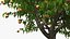 Peach Tree with Fruits
