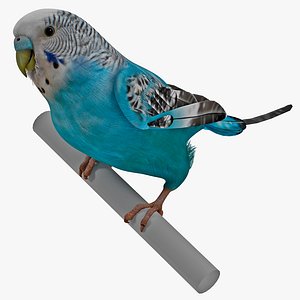 Budgerigar Pose 2
