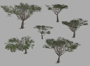 Acacia tree set