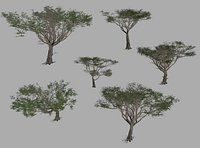 Acacia tree set