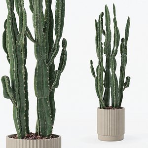 Euphorbia candelabrum in modern flower pot