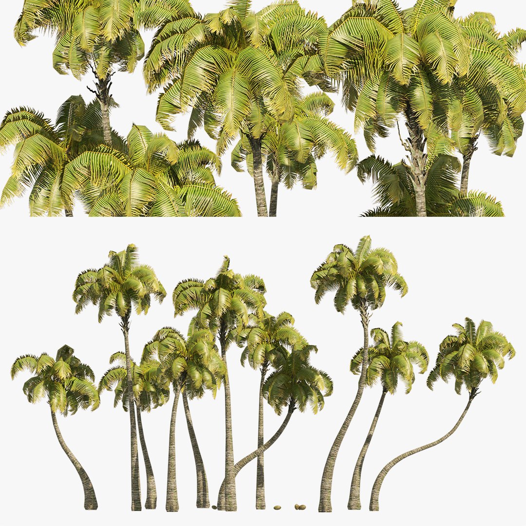 3D Coconut Tree Beach Model - TurboSquid 1917005